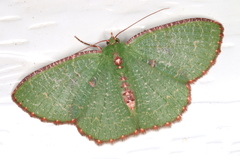 Eucyclodes metaspila