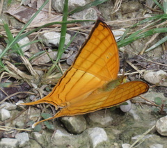Marpesia harmonia