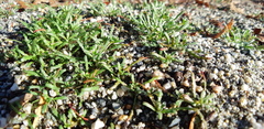 Camissonia contorta