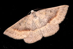 Nearcha tristificata