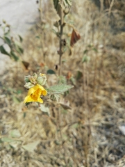 Malvastrum bicuspidatum