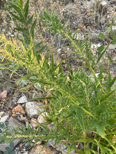 Durango root (Datisca glomerata)