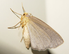 Lambdina pellucidaria