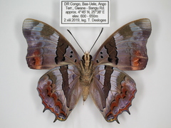 Charaxes anticlea adusta