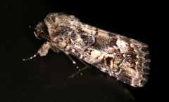 Spodoptera umbraculata
