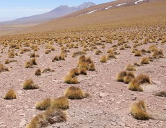 Festuca chrysophylla