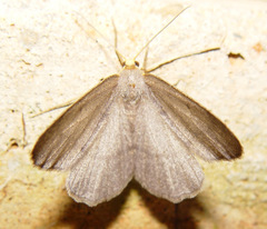 Lambdina pellucidaria