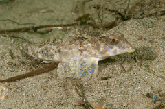 Synchiropus calauropomus