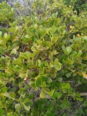 Searsia glauca