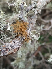 Teloschistes capensis