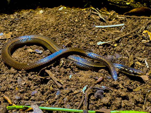 Black-striped Snake