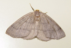 Lambdina pellucidaria