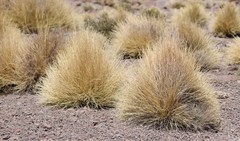 Festuca chrysophylla