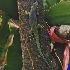 Phelsuma ornata