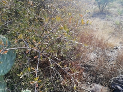 Forestiera phillyreoides