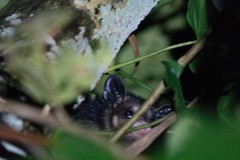Didelphis marsupialis