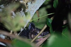 Didelphis marsupialis