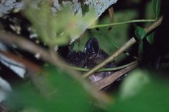 Didelphis marsupialis