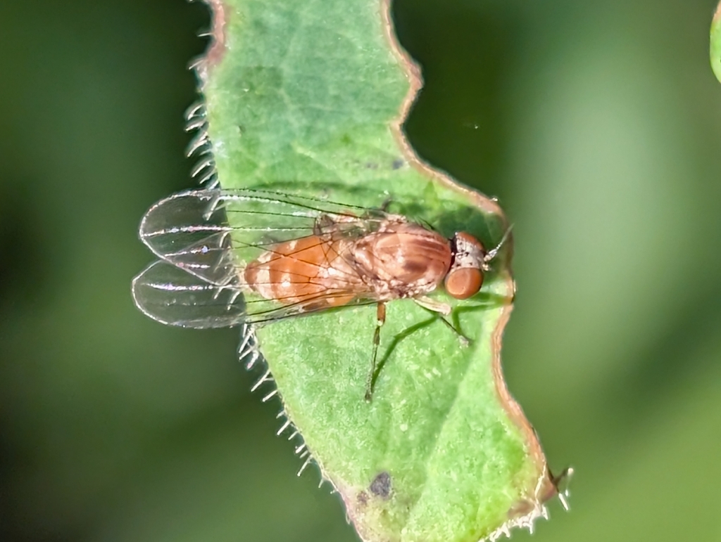 Callomyia calla