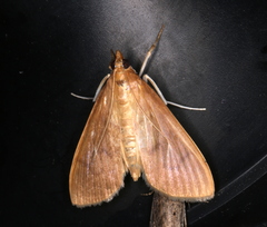 Protonoceras mitis