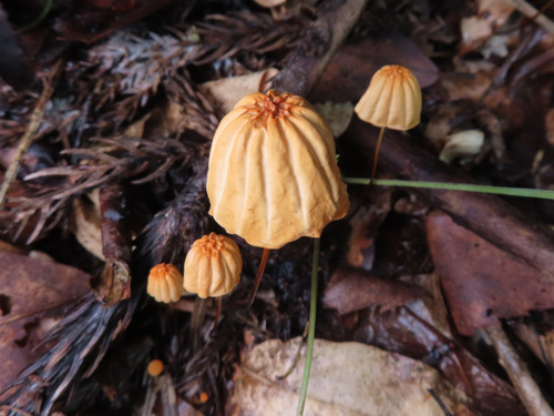 Marasmius siccus