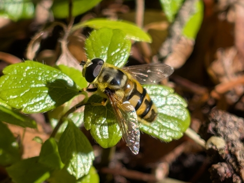 Unknown species found near Coupeville, WA 98239, USA