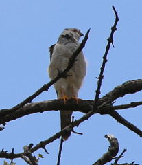 Accipiter tachiro tachiro