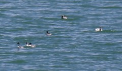 Podiceps occipitalis juninensis