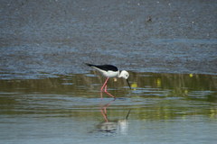 Himantopus himantopus