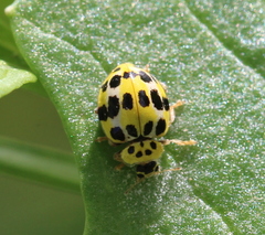 Psyllobora variegata