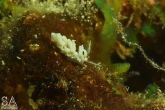 Phyllodesmium