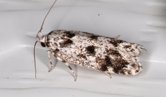 Lichenaula appropinquans