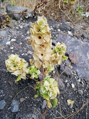 Moluccella laevis