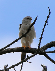 Accipiter tachiro tachiro