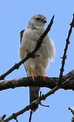Accipiter tachiro tachiro