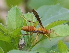 Polistes wattii