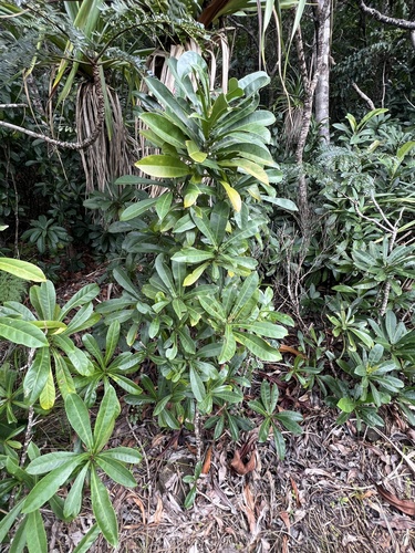 Cleidion vieillardii observed 2025-09-17