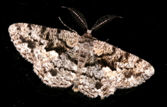 Hypomecis externaria