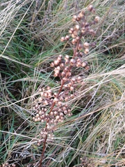 Scrophularia auriculata