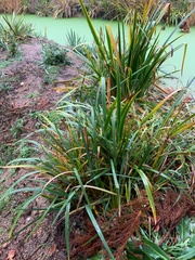 Cyperus ustulatus