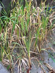 Cyperus ustulatus