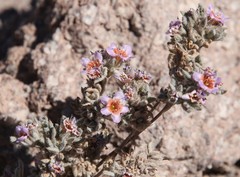 Tiquilia atacamensis