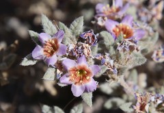 Tiquilia atacamensis