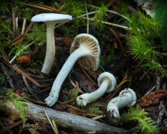 Hygrophorus pusillus