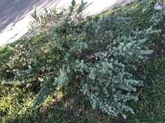 Leucophyllum frutescens