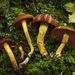 Cortinarius smithii - Photo (c) Mike Potts, some rights reserved (CC BY-NC-SA), uploaded by Mike Potts