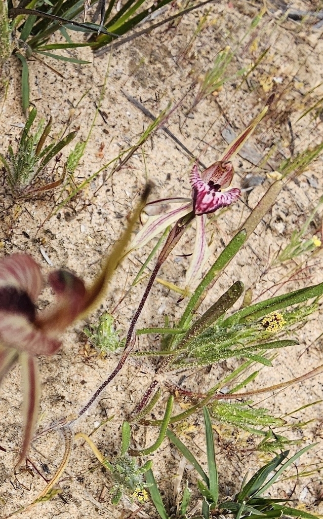 Caladenia cardiochila