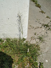 Eragrostis amurensis