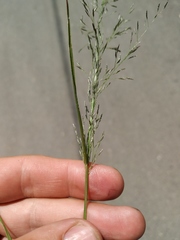 Eragrostis amurensis