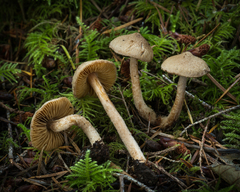 Inocybe cinnamomea